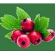 Саженцы Боярышника от питомника в Железногорске